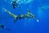 Requin oceanique longimanus, Deadelus en Mer Rouge